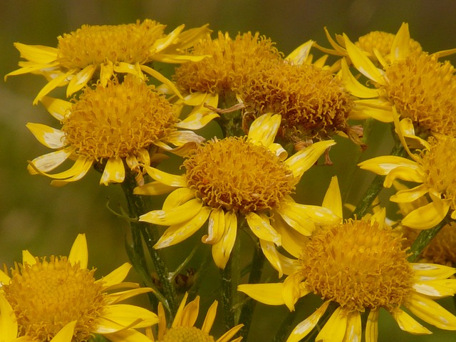 Arnica plant